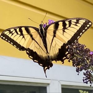 Meet your Posher, Shayne